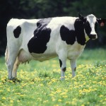 Cow_female_black_white-wiki