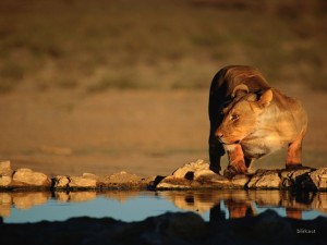 lion_at_watering_hole_Wallpaper__yvt2